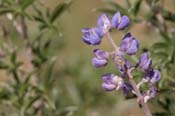 Lupinus_hill