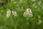 Robinia_pseud