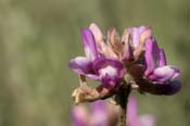 Astragalus_gil