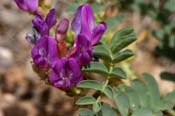 Astragalus_lent