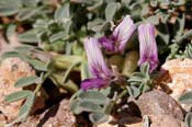 Astragalus_pring