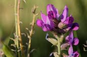 Oxytropis_lamb