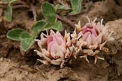 Trifolium_gymn