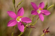 Centaurium_ariz