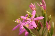 Centaurium_nam