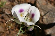 Calochortus_eury