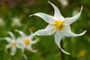 Erythronium_mont