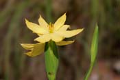 Hypoxis_mex