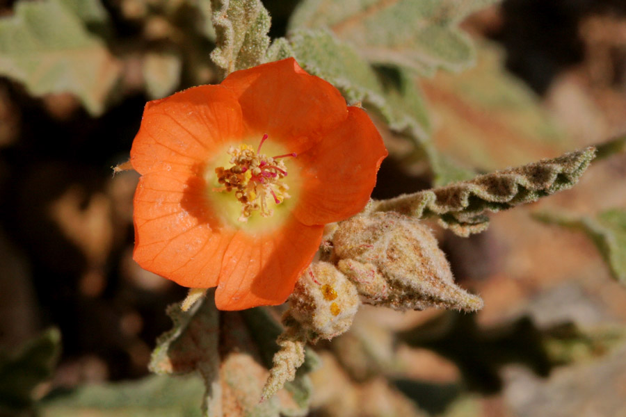 Sphaeralcea_hast
