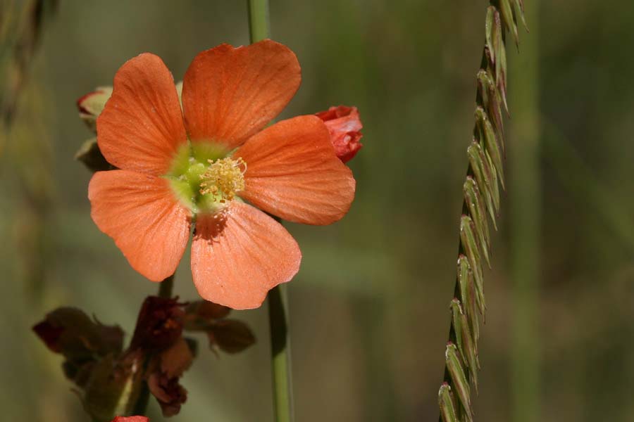 Sphaeralcea_inc