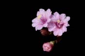 Boerhavia_int