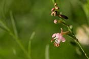 Gaura_gracilis
