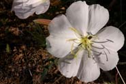 Oenothera_alb