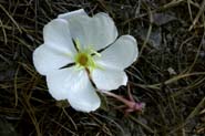 Oenothera_cae-cae