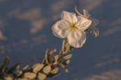 Oenothera_pal-run