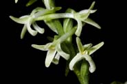 Piperia_trans