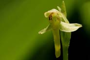 Platanthera_spar