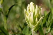Castilleja_rhex
