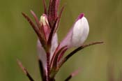 Cordylanthus_wri