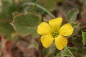 Oxalis_dichon