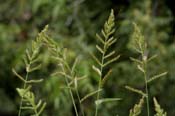 Echinochloa_c-g