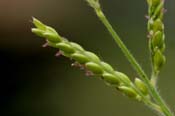 Eriochloa_acu