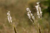 Bothriochloa_barb