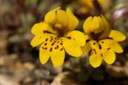 Mimulus_barb