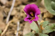 Mimulus_kellogg