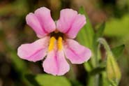 Mimulus_lew