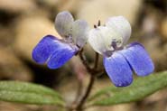 Collinsia_tor-bre