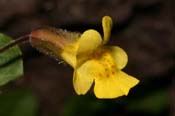 Mimulus_gut