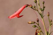 Penstemon_barb