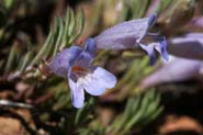 Penstemon_caes