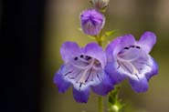 Penstemon_camp