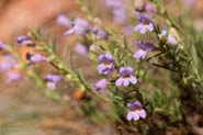 Penstemon_cra-gla