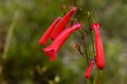 Penstemon_fasc