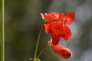 Penstemon_mini