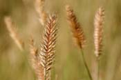 Agropyron_cris