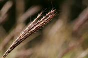 Bothriochloa_isch