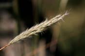 Bothriochloa_lag