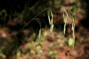 Bromus_frond