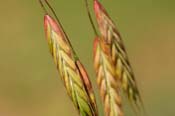 Bromus_japon