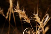 Bromus_rube