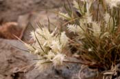 Dasychloa_pul
