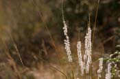 Digitaria_cal
