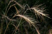 Elymus_long