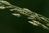 Eragrostis_mex