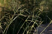 Leptochloa_dub