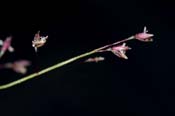 Muhlenbergia_minut